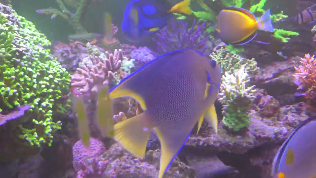 Reef Patrick - Acquario, un mondo speciale!