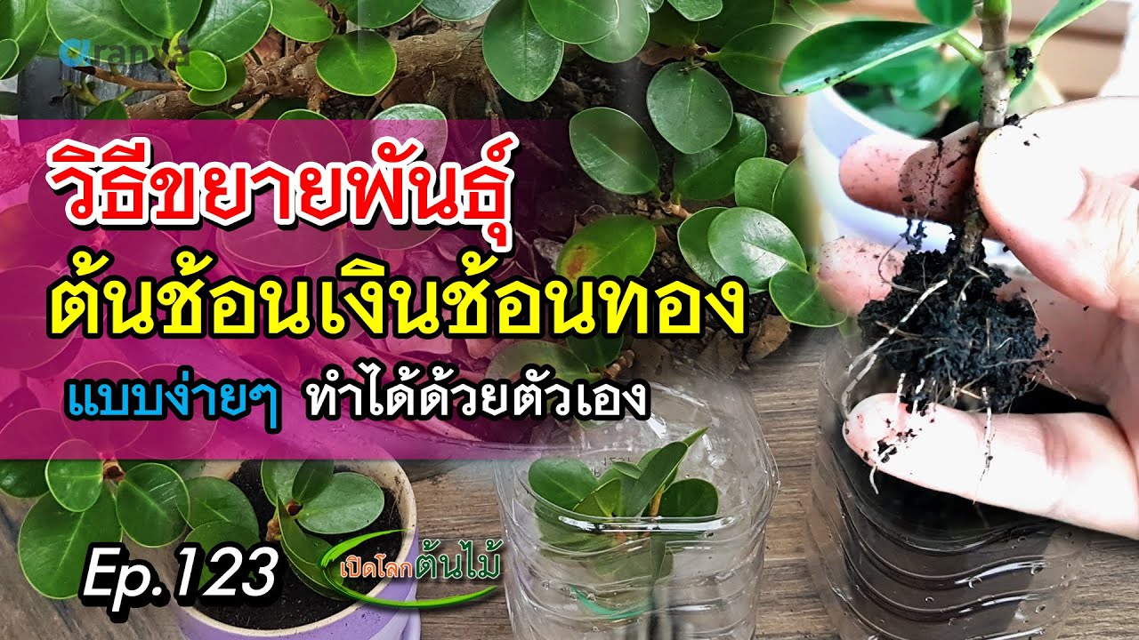 วิธีขยายพันธุ์ต้นช้อนเงินช้อนทองแบบง่ายๆทำได้ด้วยตัวเอง