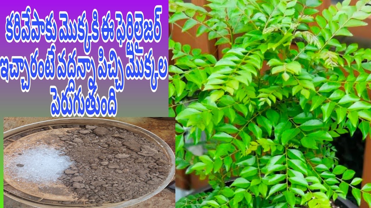 కరివేపాకు మొక్కకి ఇది Spary చేశారంటే ఆకులు healthy గా green గా వస్తాయి# Curryleaf @Nethravlogs@
