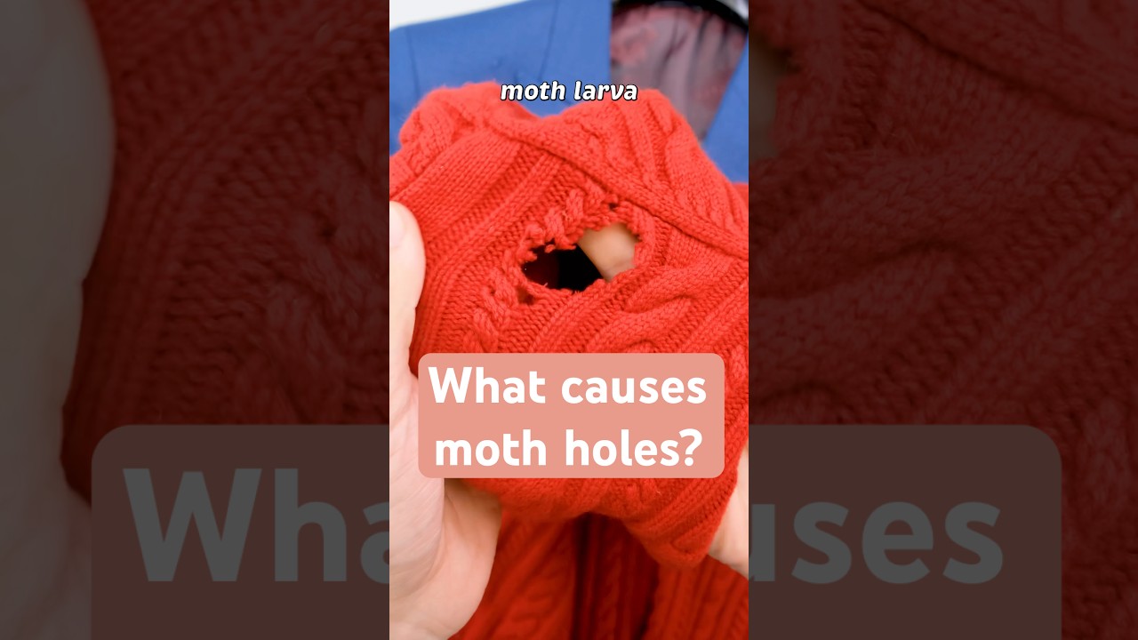 Moth Larvae Cause Moth Holes - How To Prevent This! #diy #mothholes #sweatercare