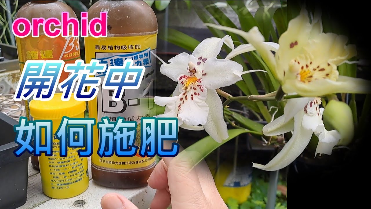 【犀利小農莊61】20250327 開花中的蘭花施肥經驗參考