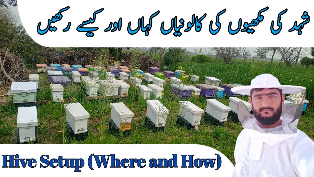 Hive Setup Part 01| Where and how to placed honey bees colonies | Honey bee farm management