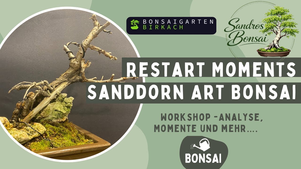 2026-08 Gestaltung von Sanddorn & Olive – Praxis-Workshop Bonsai mit Jaui