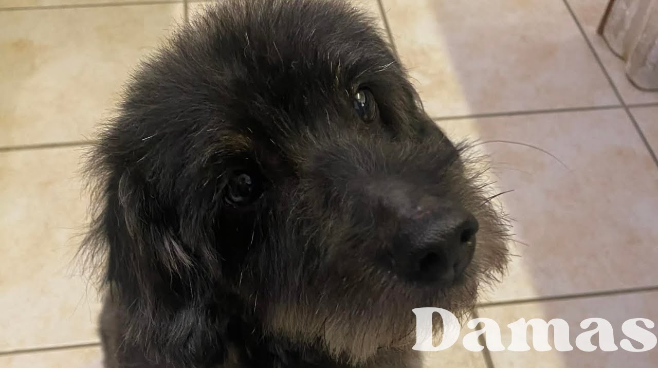 Damas, disponible à l'adoption.