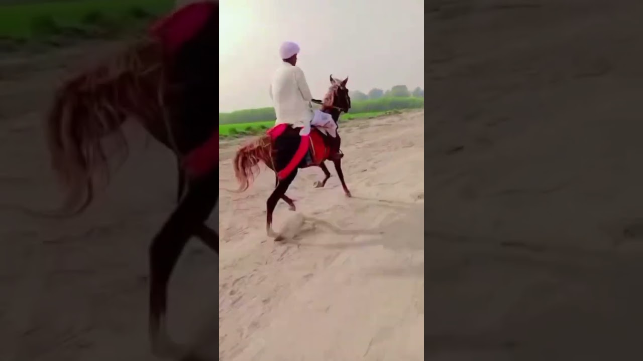 Single footer mare #balochihorses #pakistan #sindhihorses #singlefooter #pacer