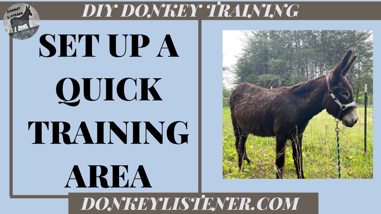 ✨Donkey Training Area {Quick & Easy!}