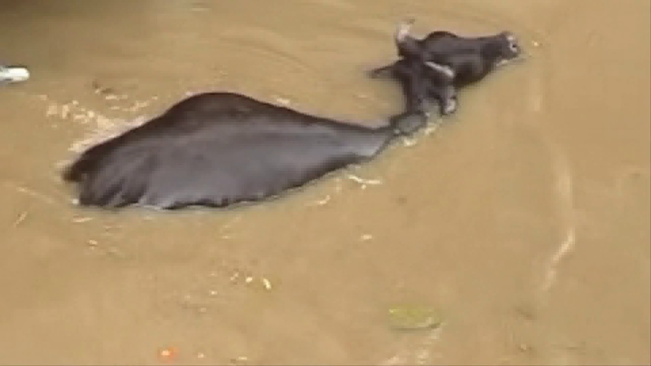 Surat Flood 2006 By Jayendra Kaklotar
