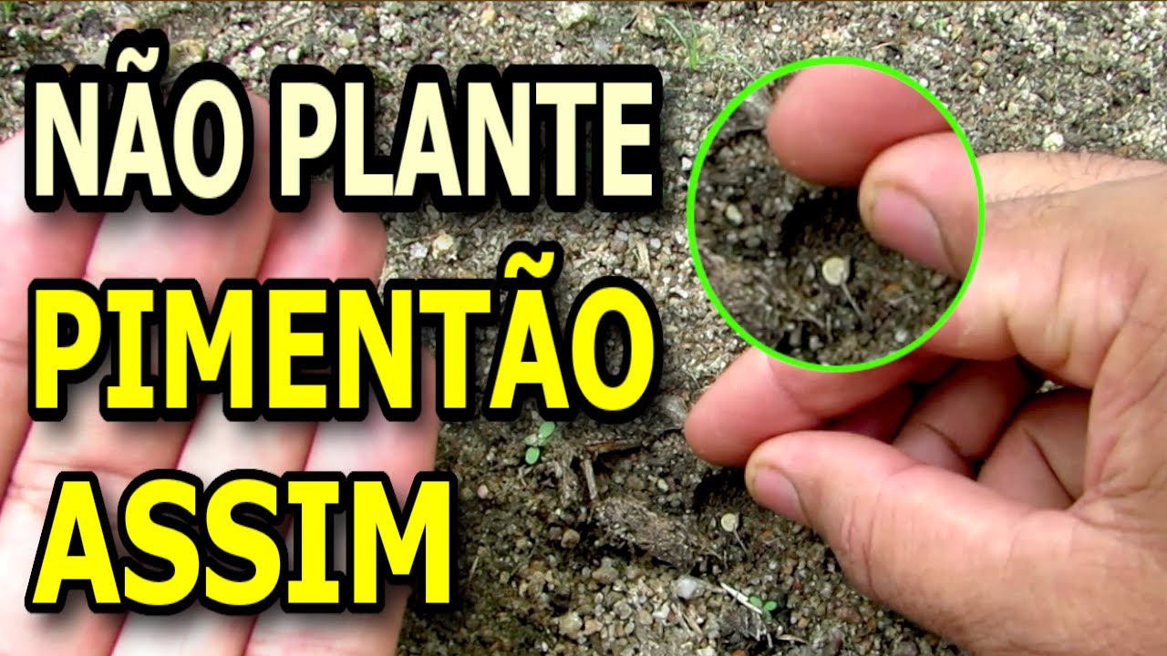 Aprenda Germinar Sementes PIMENTÃO Com Essa Técnica Simples 100% Eficiente