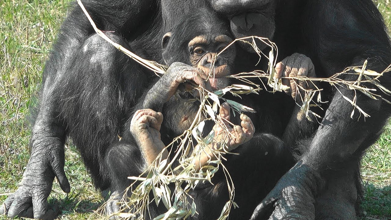 서울대공원 아기 침팬지 '아자' ( 18 Months Chimp 'AJA' )