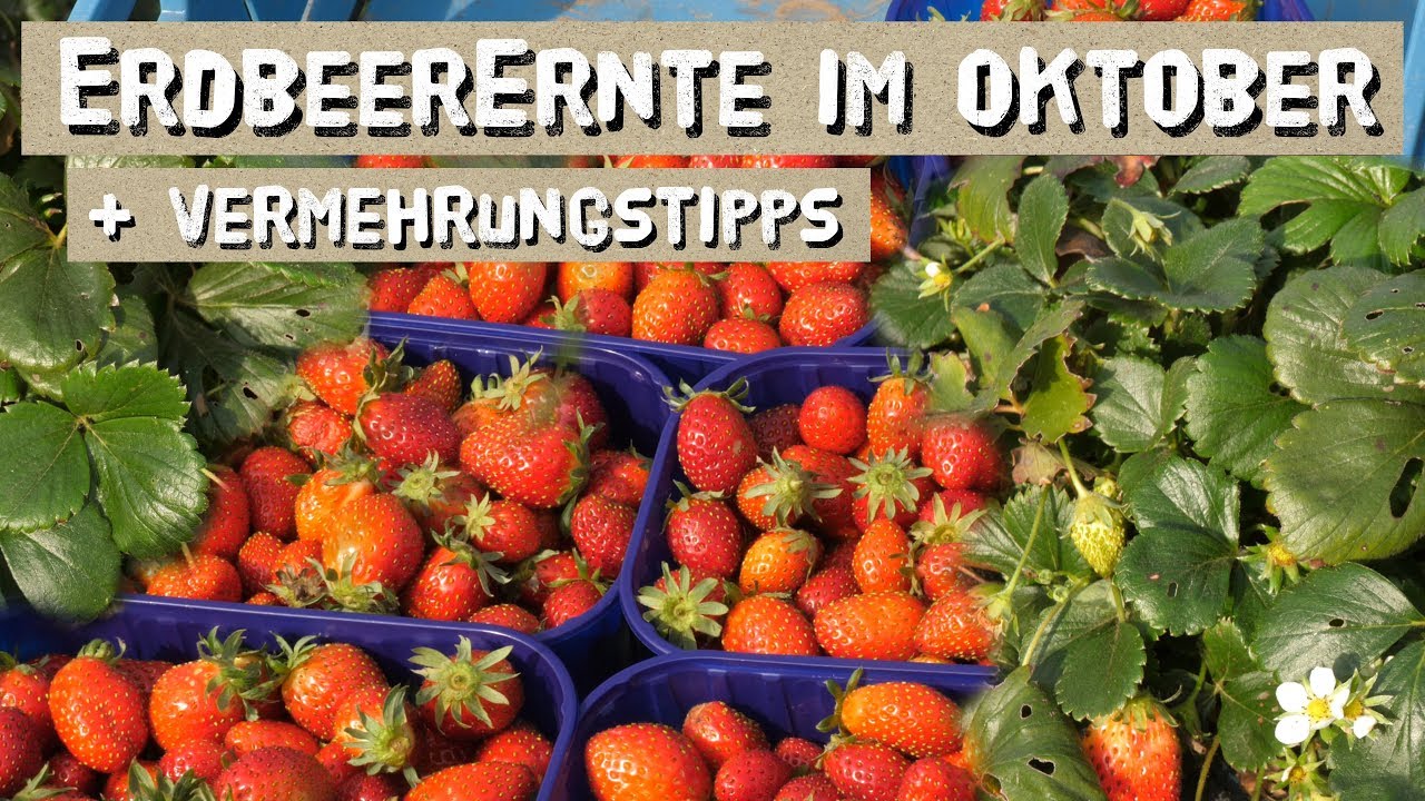 Erdbeeren bis in den Oktober ernten - Erdbeeren anbauen und vermehren