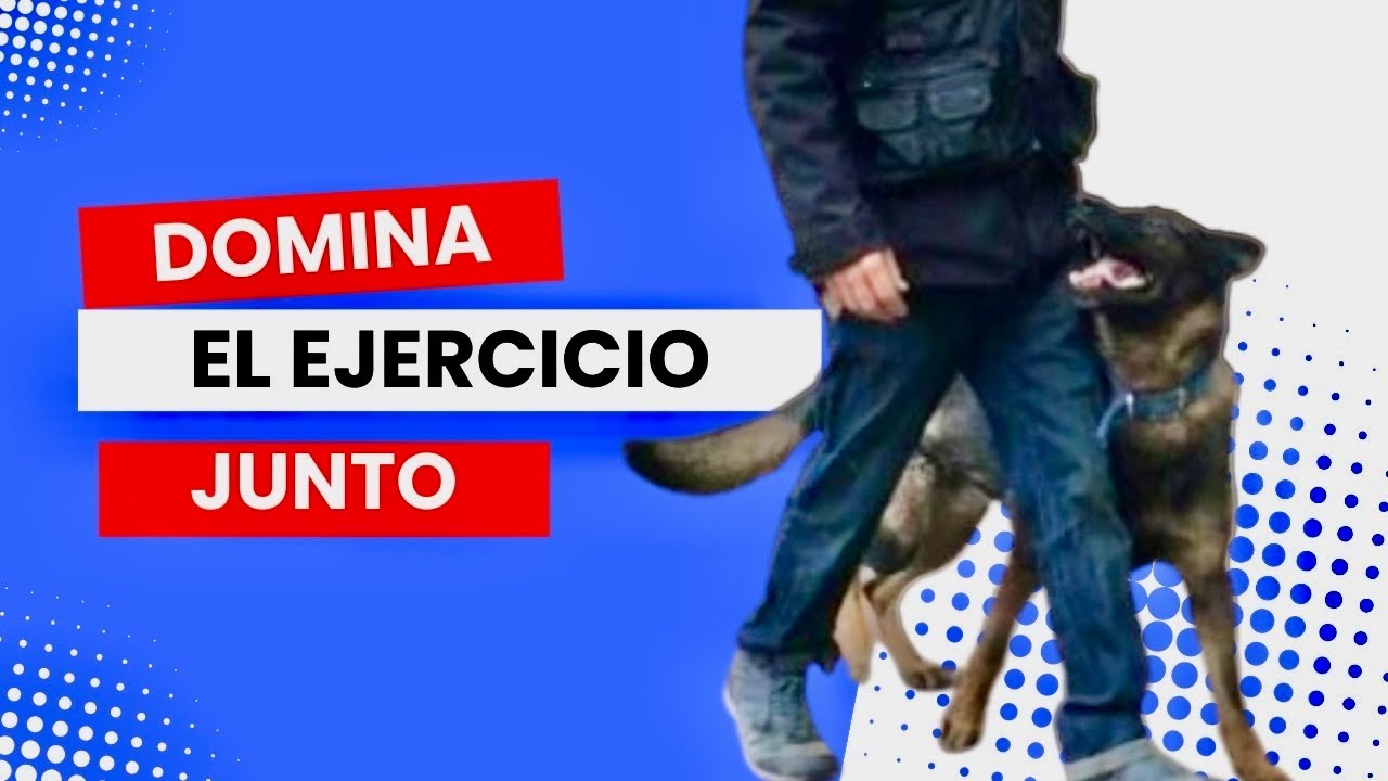 Cómo enseñar a tu perro a caminar junto a ti:Guía paso a paso. #perros #mascotas #educacioncanina  ￼