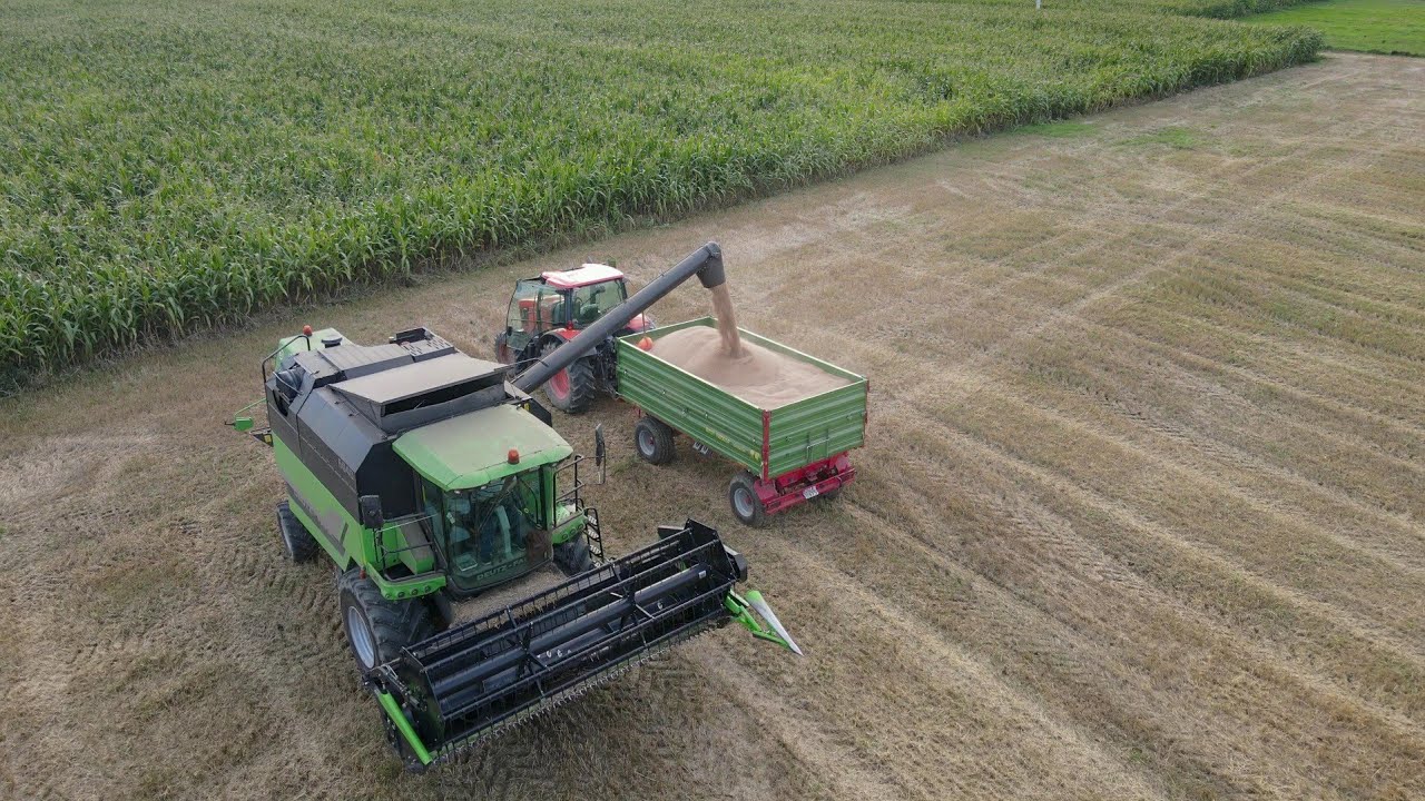 🍁Wrzesniowe żniwa z wtopą🔥Deutz fahr 6040 + Case magnum 250 & Kubota gx 115 + Pronar☆