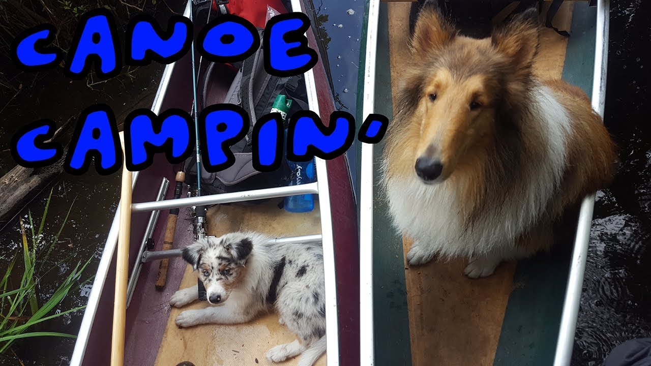 Wilderness Canoe Camping With a Puppy