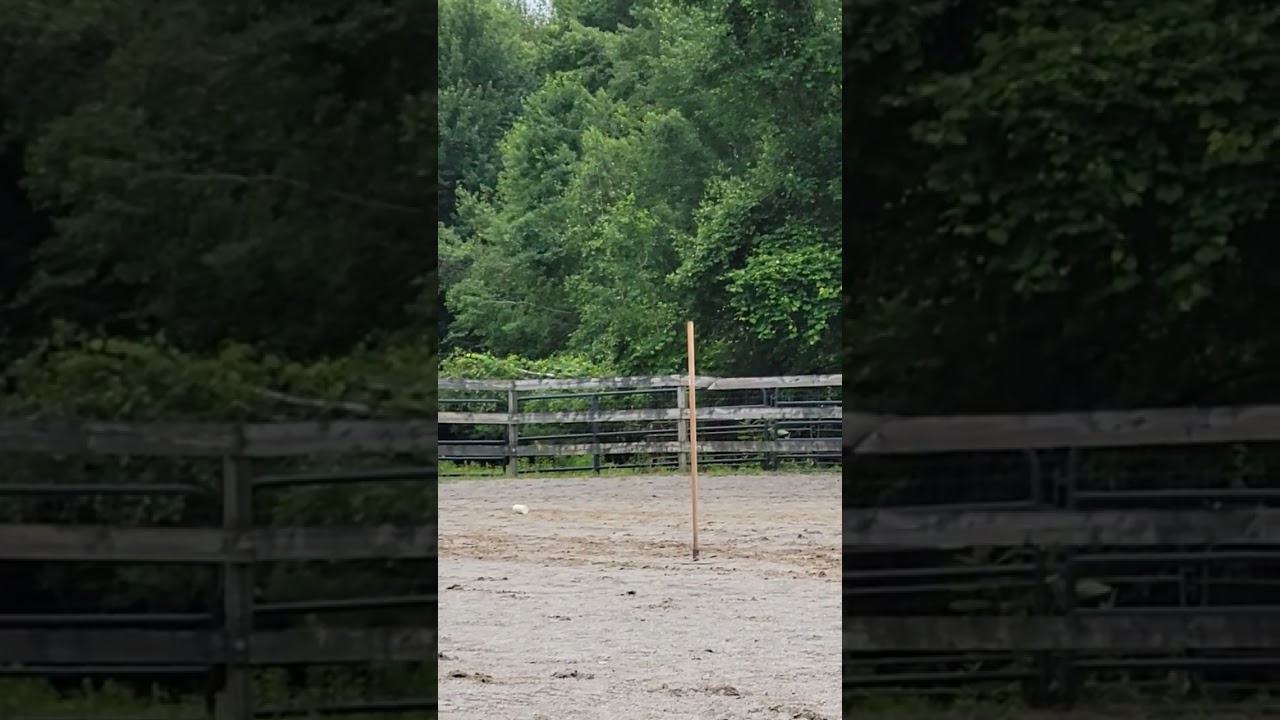 on an open pony for a practice at a freinds place #mountedgames #pony