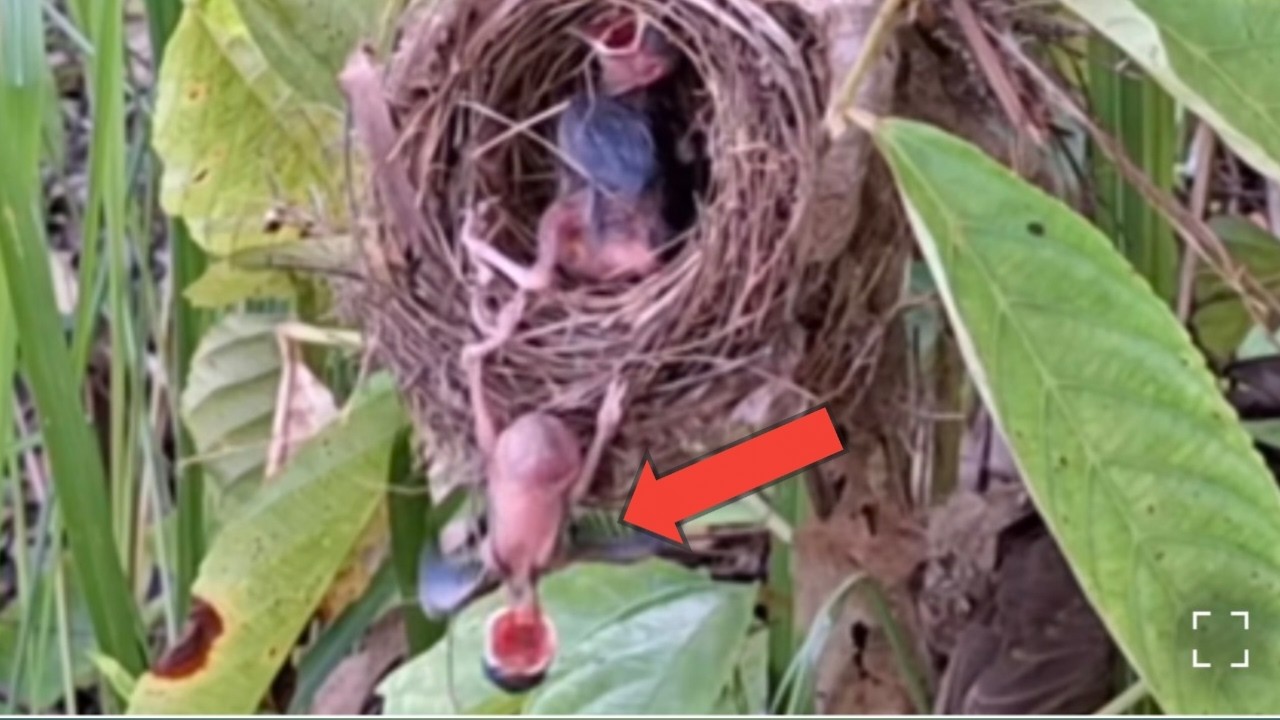 baby birds trying to survive in the nest