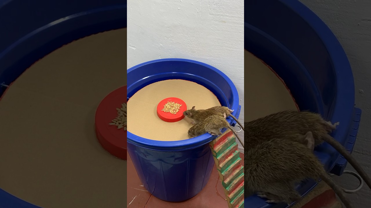 The best plastic bucket to trap mice at home // Mouse trap 2 #trap #rattrap #mousetrap #shorts