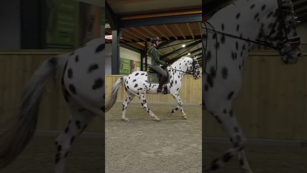 Dressuurclinic Marlon van Wissen & Fleur van der Scheer - deel 2