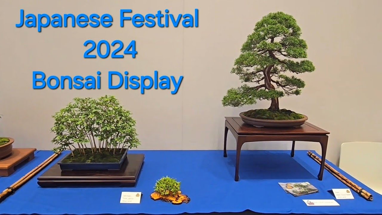 Japanese Festival 2024 Bonsai Display walk With Jessie Gilbertson