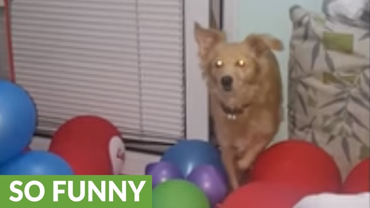 Brave pooch overcomes intense balloon obstacle