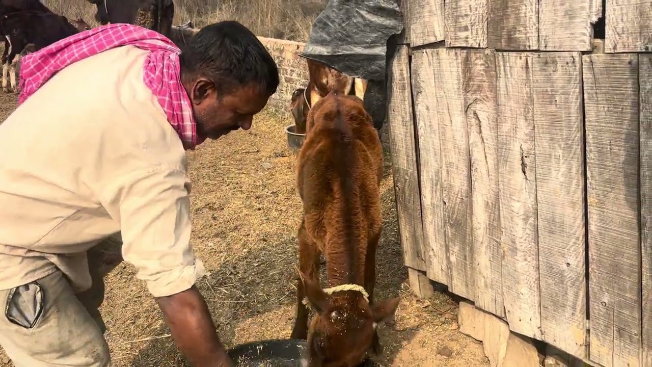 Radhe Radhe Radhe Radhe gau sewa 