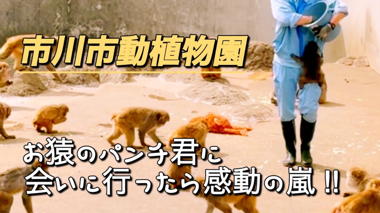 【市川市動植物園パンチ君】感動の嵐‼︎市川市動植物園は素晴らしかった‼︎ 2026/03/06