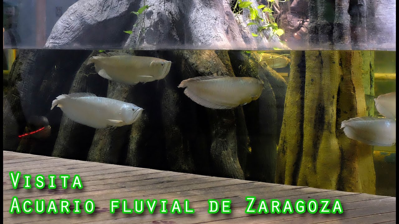 Acuario Fluvial de Zaragoza 2018