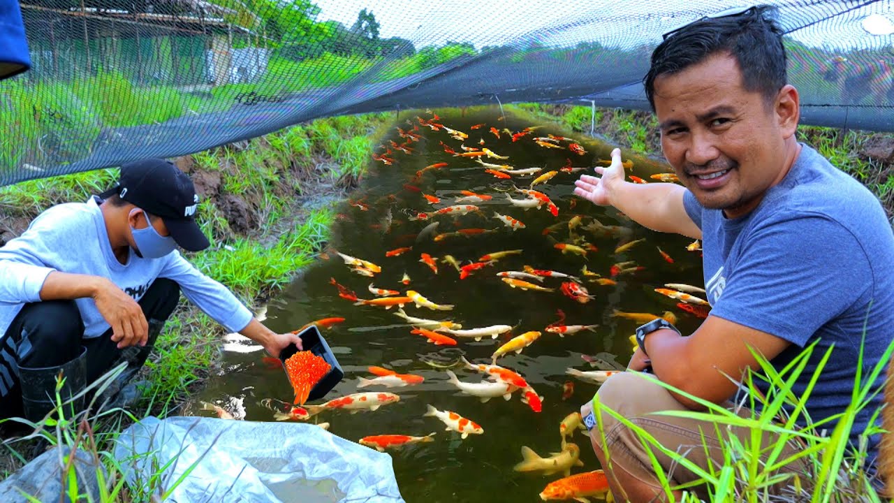 3,000 Japanese koi babies transfer to my newly built grow-out mud pond│ Mud pond improvement│ Ep. 3