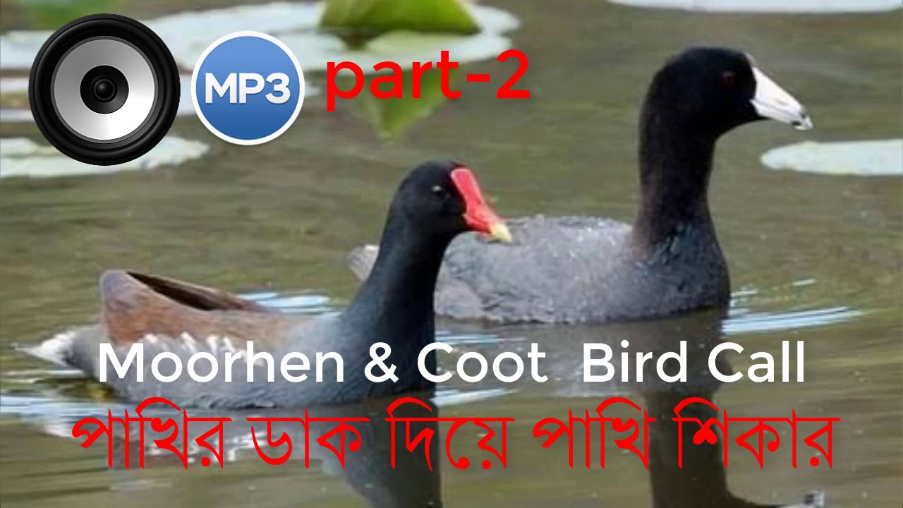 Moorhen and Coot Bird Call | পাখির ডাক দিয়ে পাখি শিকার