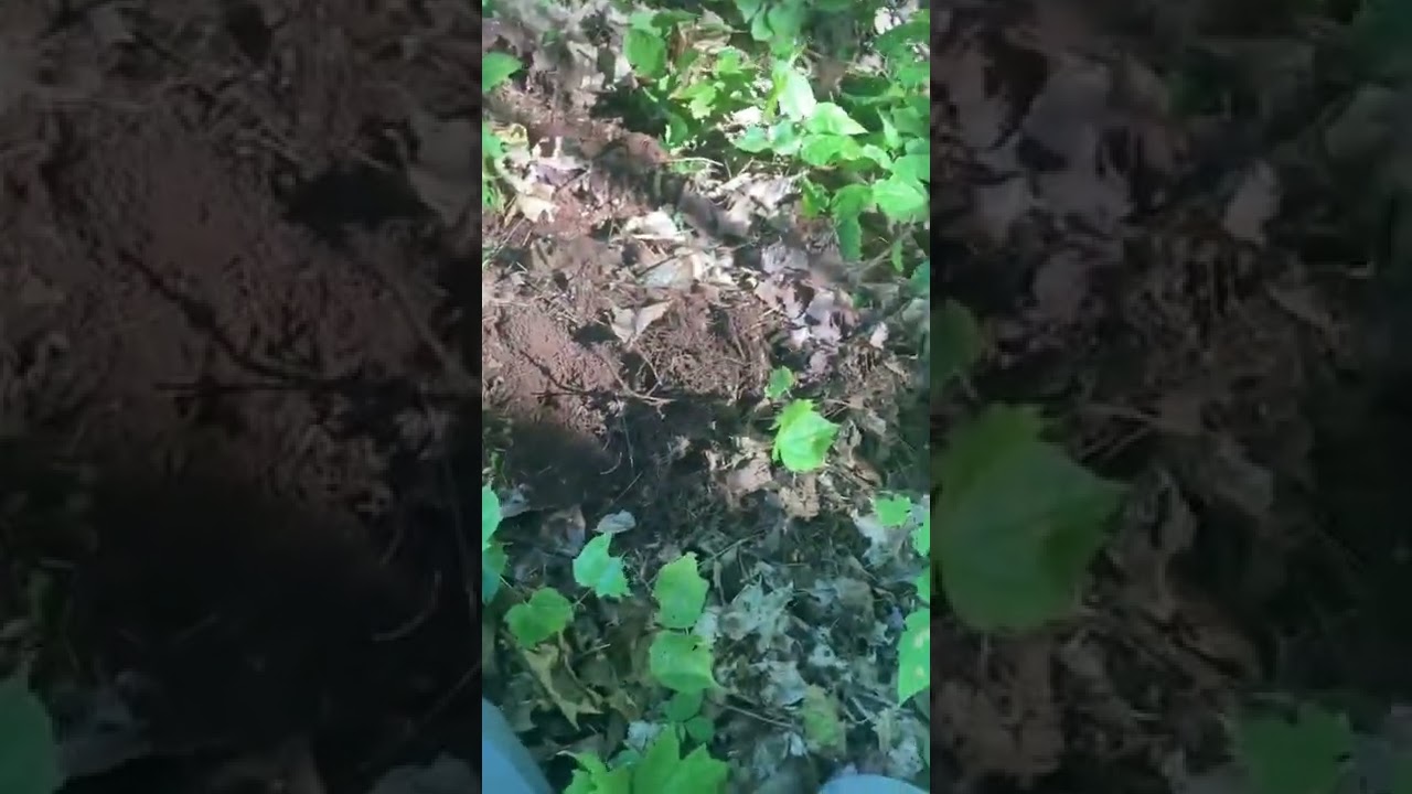 Metal detecting and digging a 7 lbs Float Copper Nugget.