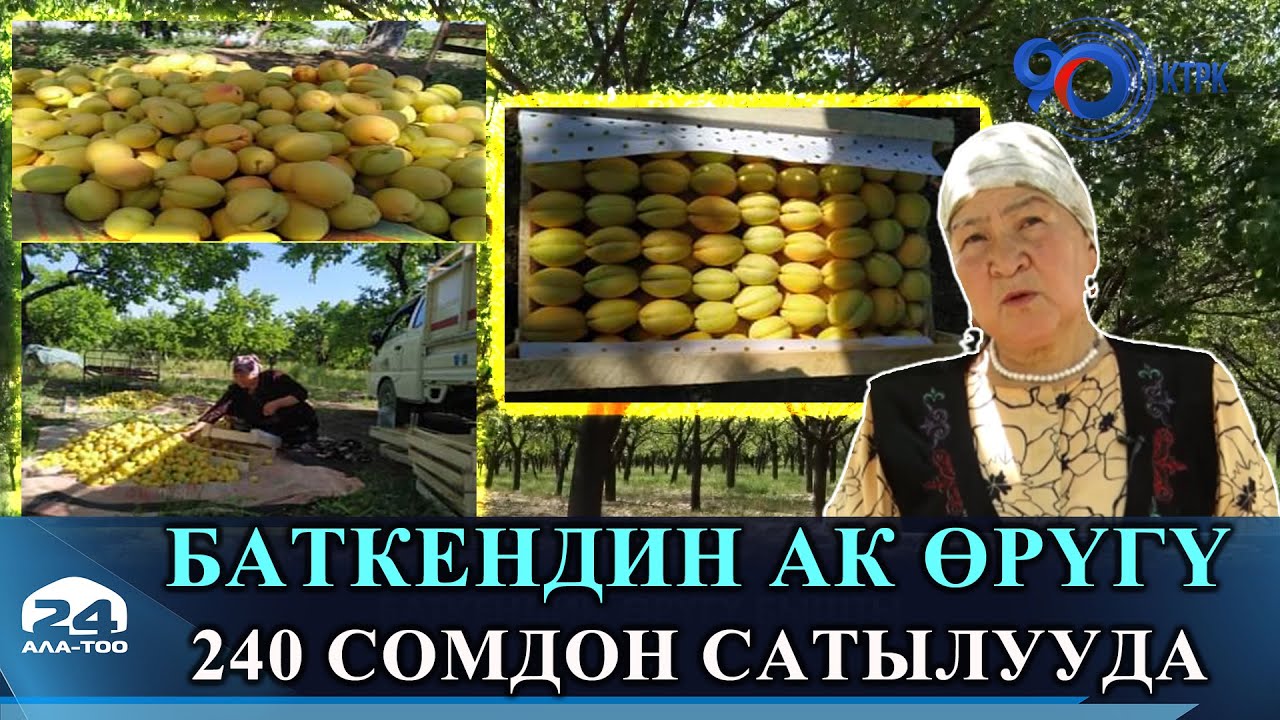 Баткендин ак өрүгү 240 сомдон сатылууда