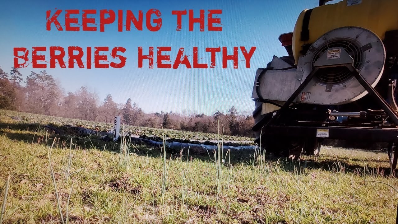 Spraying Strawberries with an Air Blast Sprayer