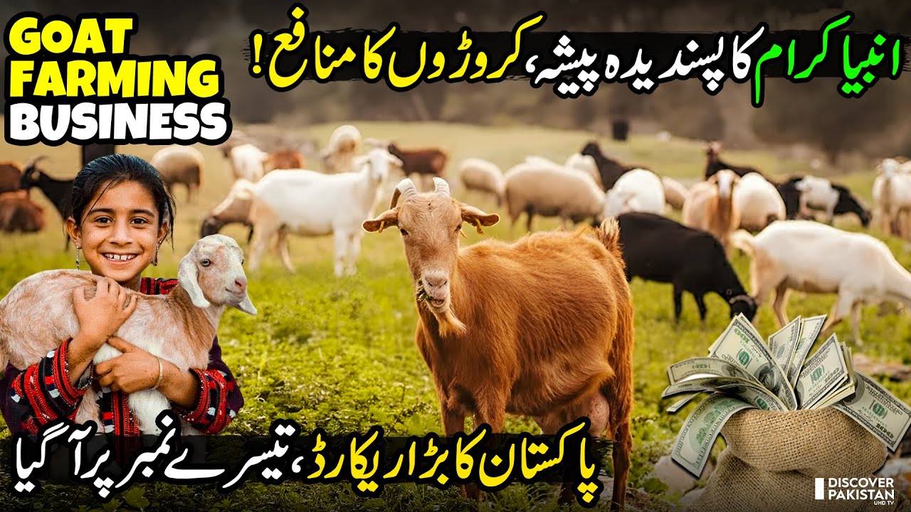 Goat Farming Business in Pakistan | Billion Dollar Industry | Livestock Business Idea