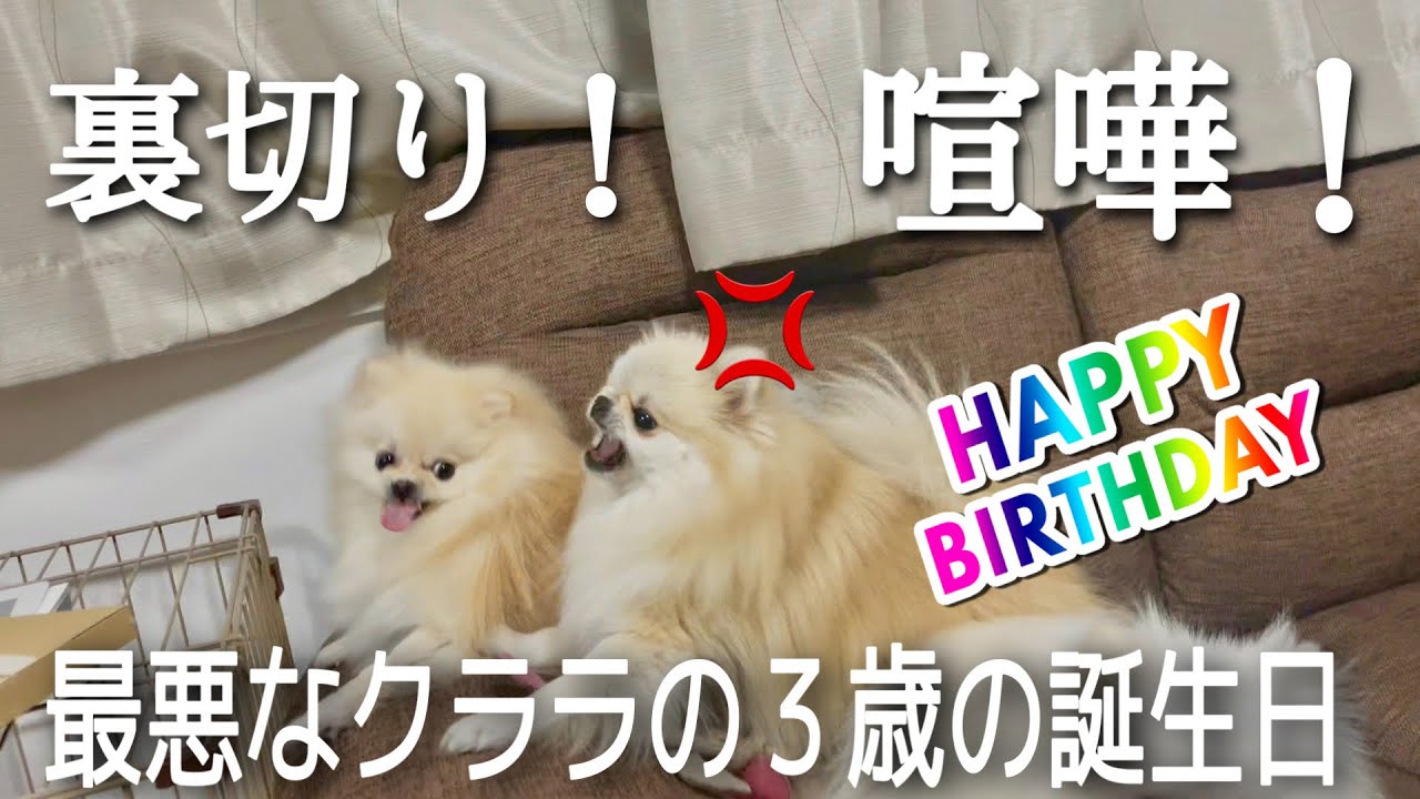 誕生日会で震えるくらい散々な目にあったポメラニアンのクララ！