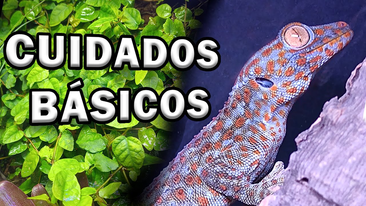COMO TENER ÉXITO con TU 🦎GECKO TOKAY 🦎 | GUÍA Para PRINCIPIANTES