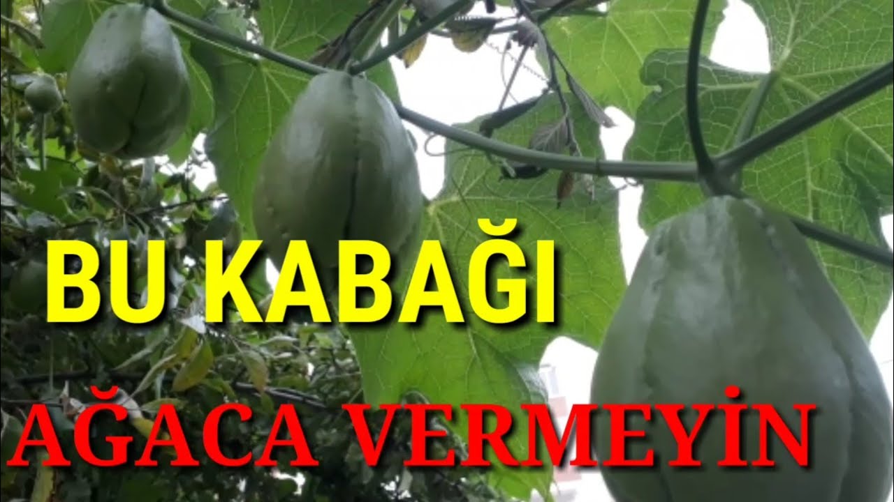 RODOS KABAĞI /DİKENLİ KABAK