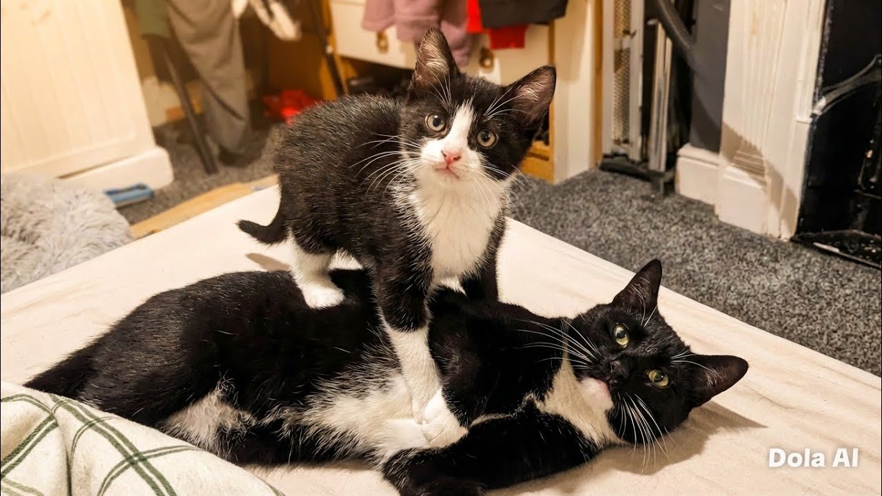 Cool, fight Oreo and Pingu