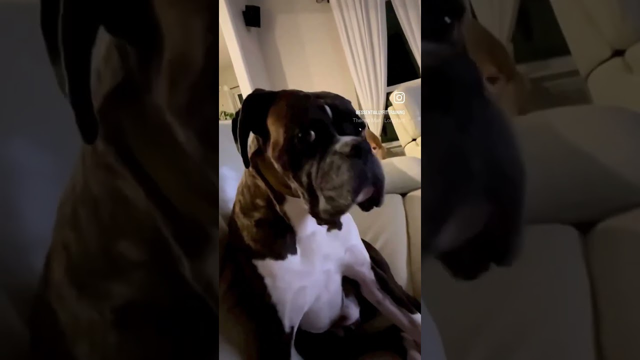 That look though 🤣.                                    #dogfart #dogreaction #boxerdogs