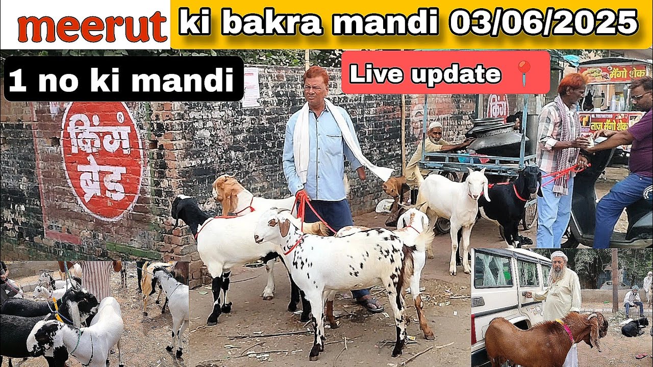 Meerut ki bakra mandi || 03/06/2025 || Qurbani ke bakre ||#bakramandi #bakraeid#bakraeid2025#bakra
