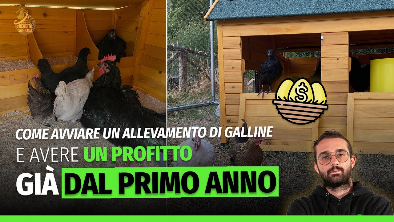 Come avviare un allevamento di galline e avere un profitto già dal primo anno