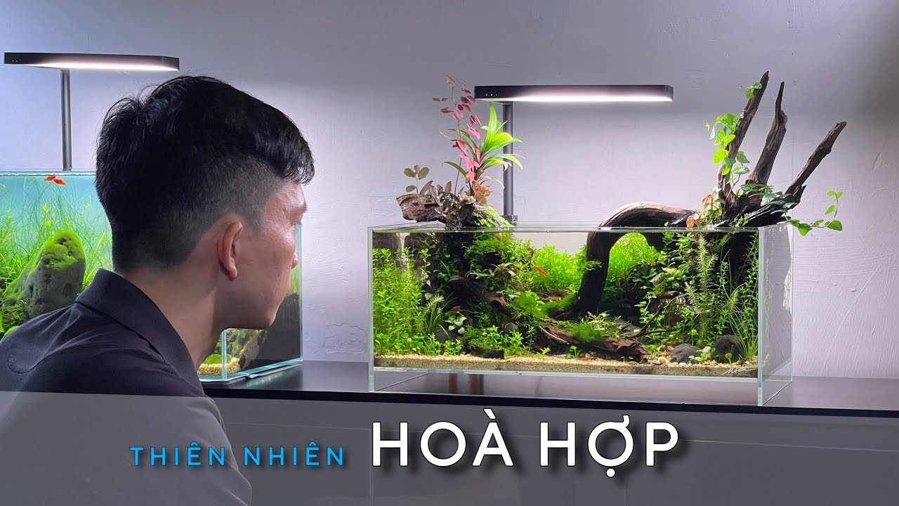 SHALLOW TANK SETUP - HƯỚNG DẪN SETUP HỒ THỦY SINH ĐỂ BÀN 45cm - THIÊN NHIÊN HÒA HỢP