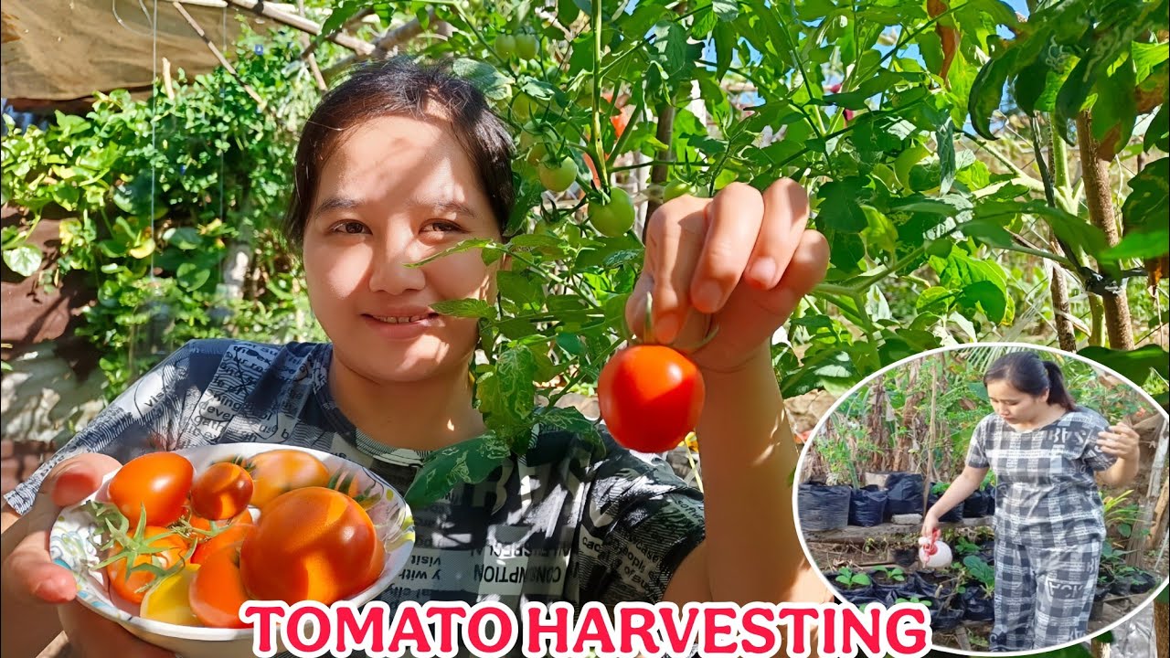 TOMATO HARVESTING AND SPRAY THE MUSTASA