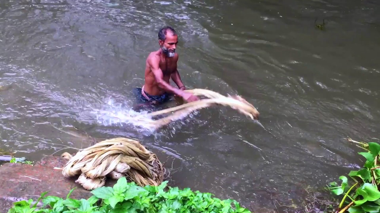 Washing raw jute in the river (Matlab, Bangladesh)