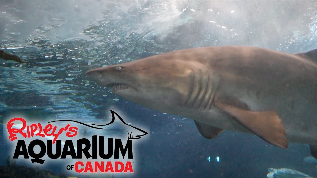Exploring Ripley's Aquarium of Canada - Toronto, ON