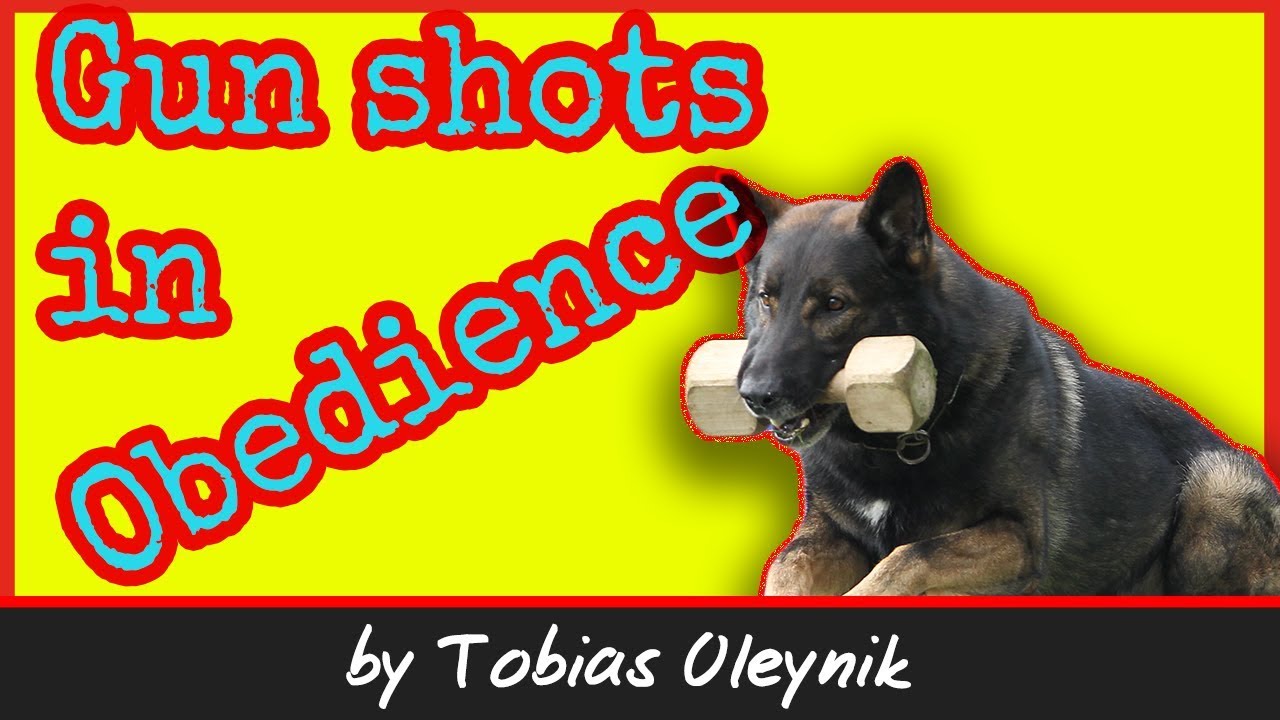 Reaction to gunshots in Obedience - by Tobias Oleynik