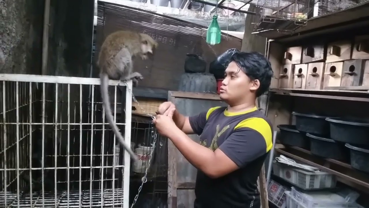 MONYET DEWASA UMUR 3 TAHUN ADAPTASI TALI BARU!! galak amat !!