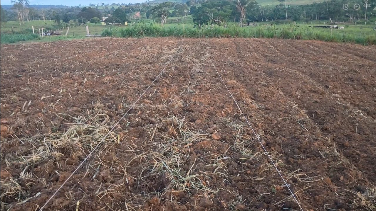 Replantio de Capiaçu de forma barata e rápida 