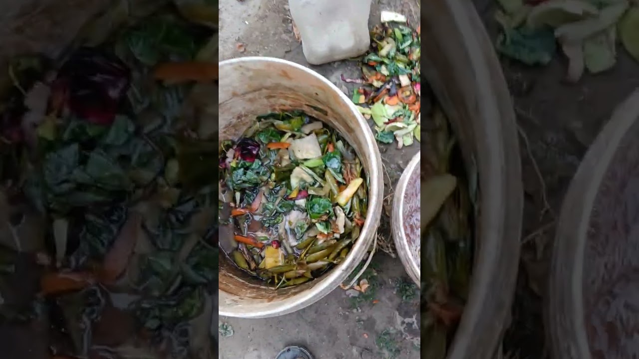 সবজির  খোঁসা দিয়ে সার 