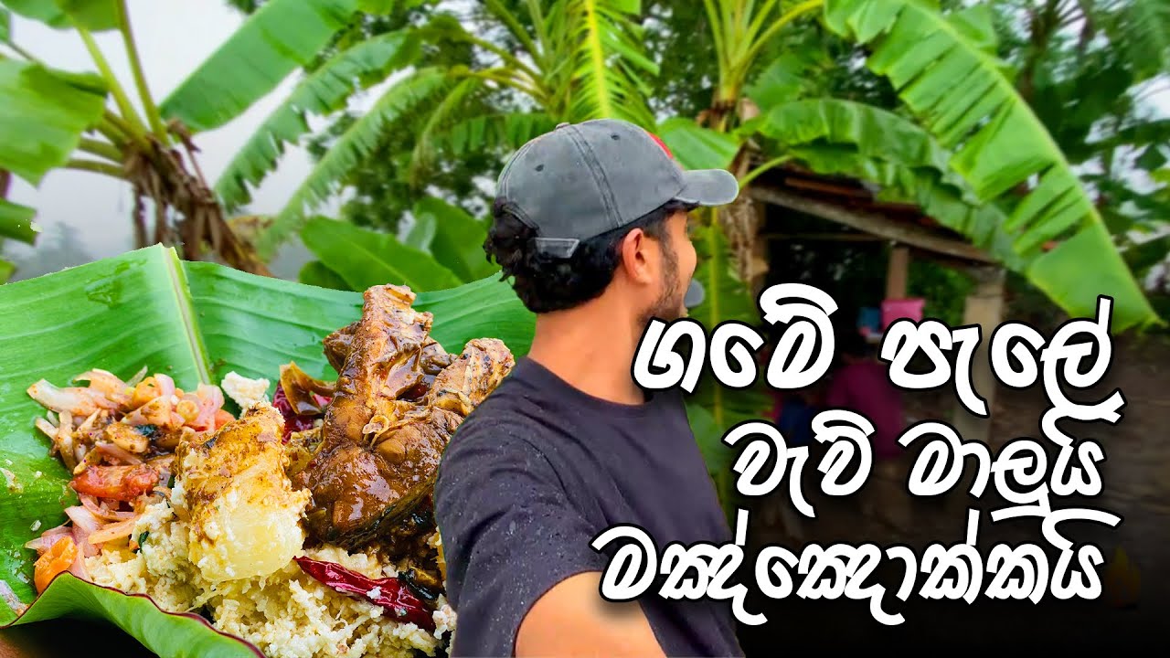 යාලුවොත් එක්ක මාහා වැස්සේ ගමේ පැලේ වැව් මාලුයි මඤ්ඤොක්කයි 🥗