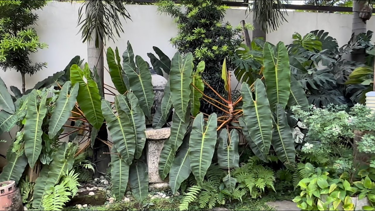 Home Garden Visit Vlog #3 (PART 1) || Lovely garden & home of our dear Ka Plantita Ms. May De Vera