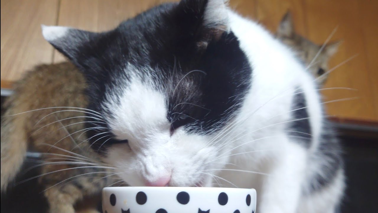 モモのご飯が気になるけど、横取りはしない優しい猫達